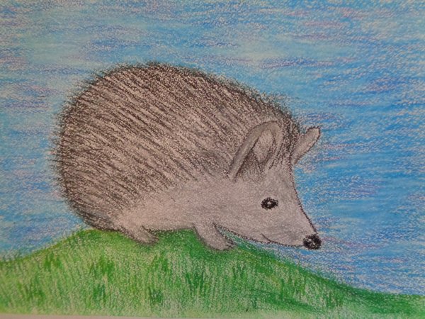 Даурский ёж нарисовать