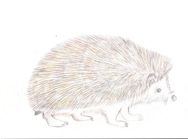 Ушастый еж карандашом