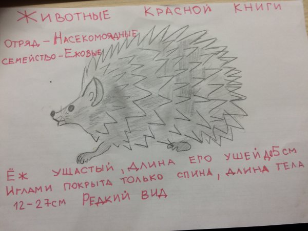 Нарисовать ушастого ежа