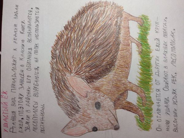 Ушастый Ежик раскраска