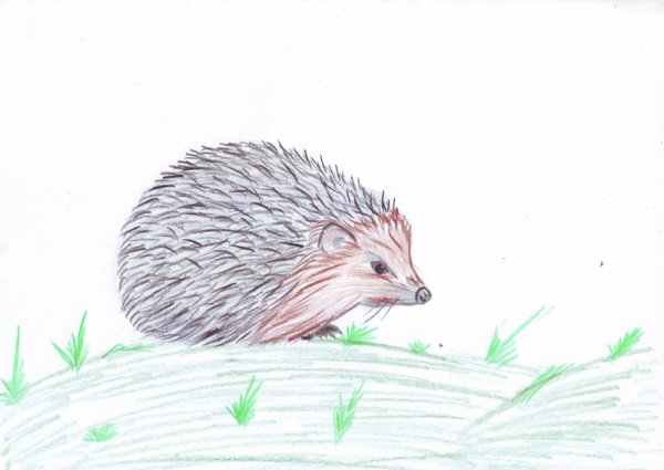 Рисунок ежа карандашом для детей
