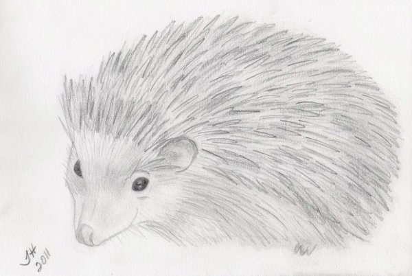 Раскраска Ёжик