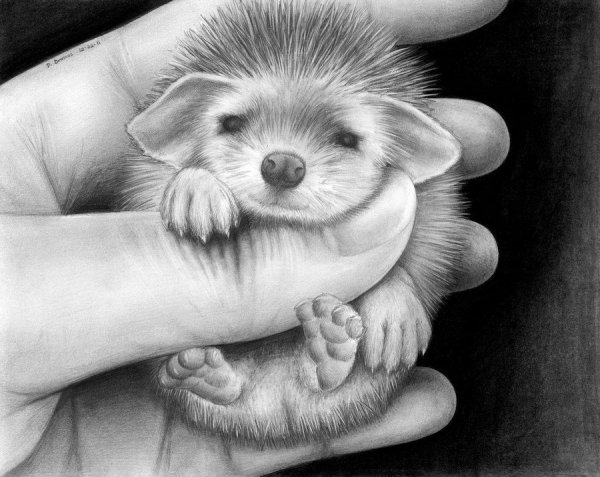 Ушастый еж легкий рисунок