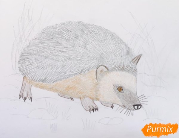 Ушастый Ежик раскраска