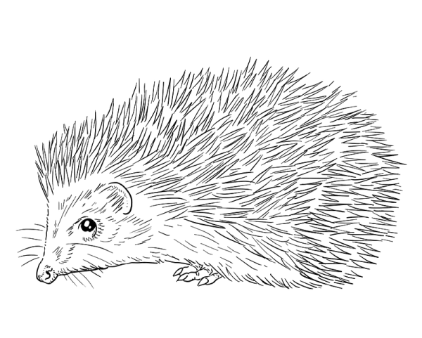 Ежик Графика