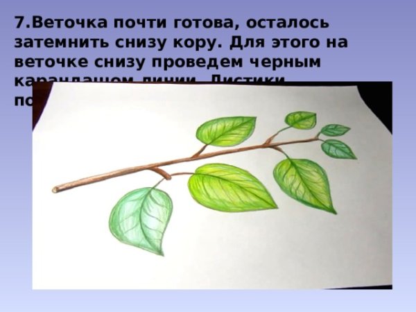 Ветки с листьями для рисования