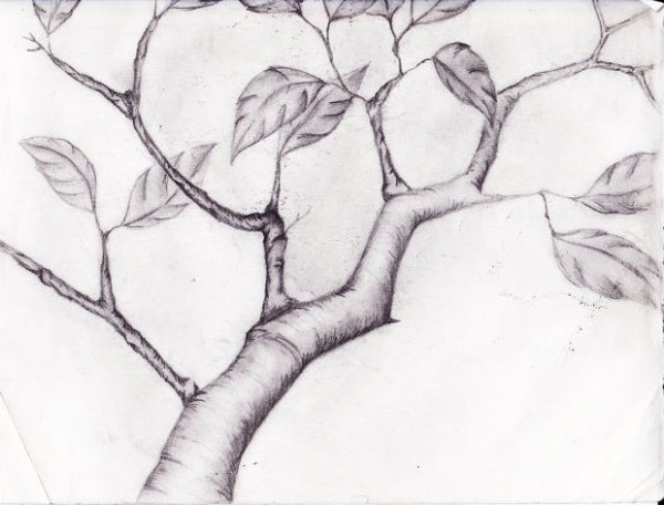 Ветка дерева простым карандашом