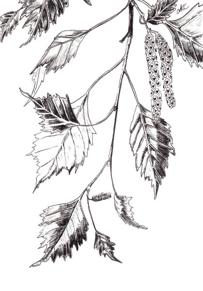 Ветка карандашом