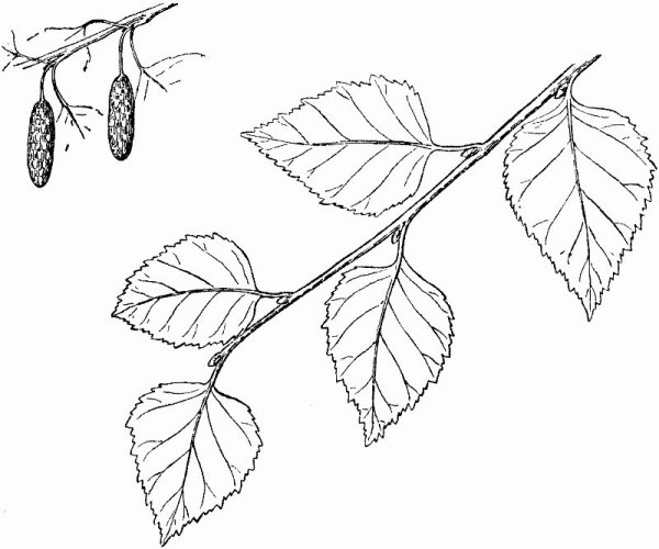 Ветка с листьями раскраска