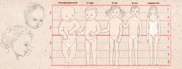 Пропорции тела ребенка