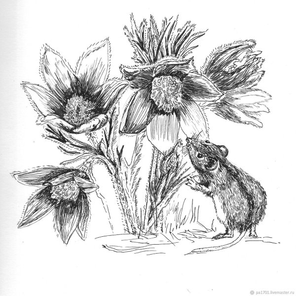 Сон трава раскраска для детей