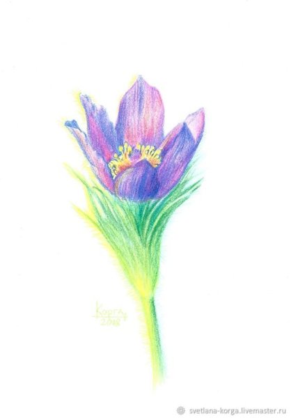 Прострел сон трава акварелью