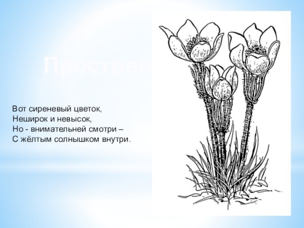 Прострел раскраска