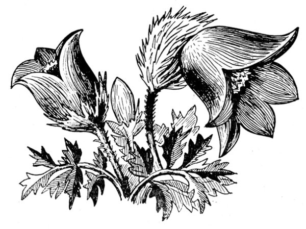 Прострел Крымский сон-трава черно-белый