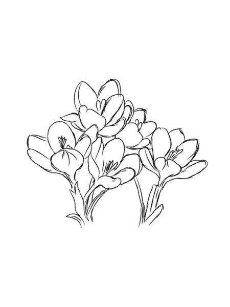 Крокусы раскраска для детей