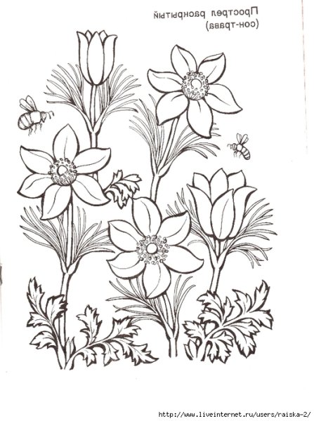 Растения из красной книги рисунки