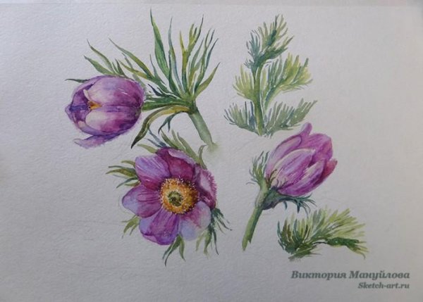 Прострел Луговой Ботанический рисунок