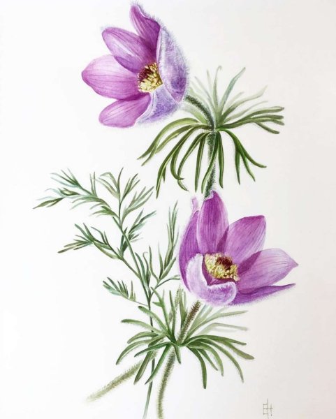 Прострел весенний Pulsatilla vernalis