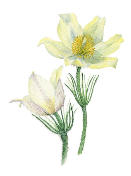Прострел желтеющий Pulsatilla flavescens