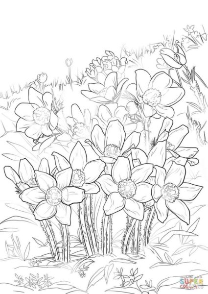 Весенние цветы карандашом