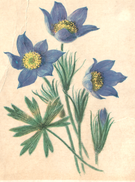 Живопись прострел Луговой