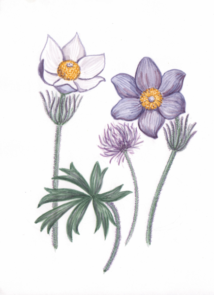 Рисование сон трава