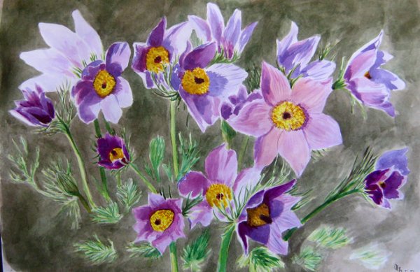 Прострел Луговой акварель