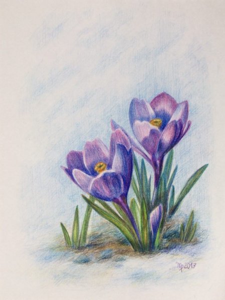 Безвременник великолепный рисунок