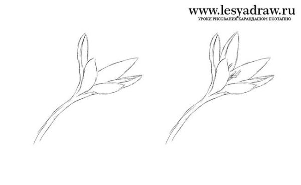 Прострел цветок раскраска