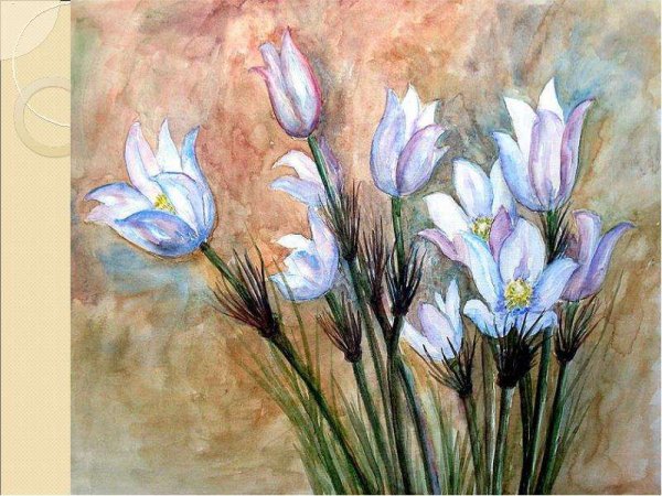 Прострел Луговой сон-трава рисунок