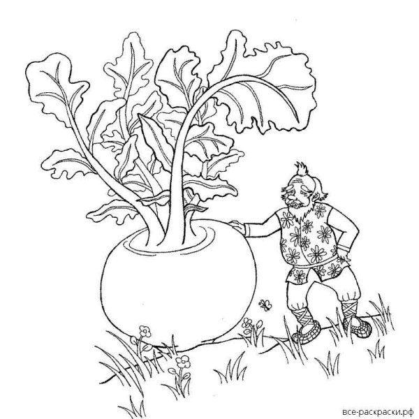 Репка рисунок