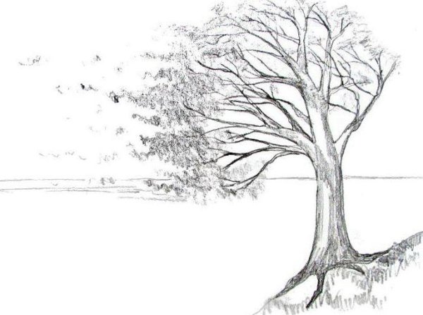 Осеннее дерево карандашом