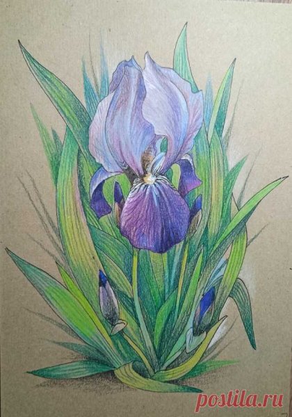 Ирисы карандашом