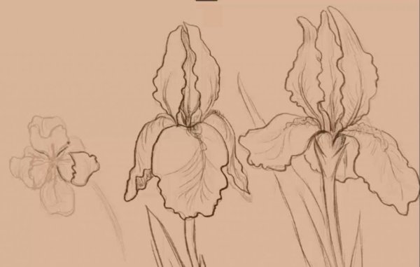 Эскиз ириса