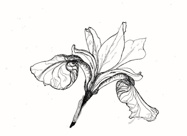 Поэтапное рисование ириса