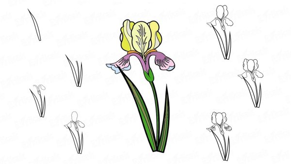 Цветы рисунок карандашом