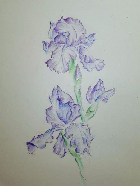 Цветы цветными карандашами