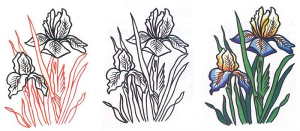 Ирисы в графике