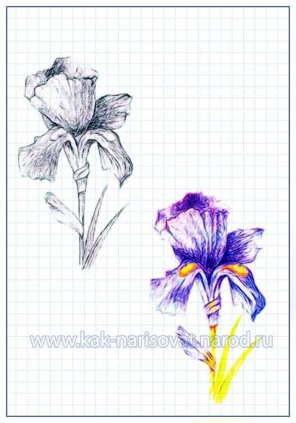 Ирисы эскизы для росписи