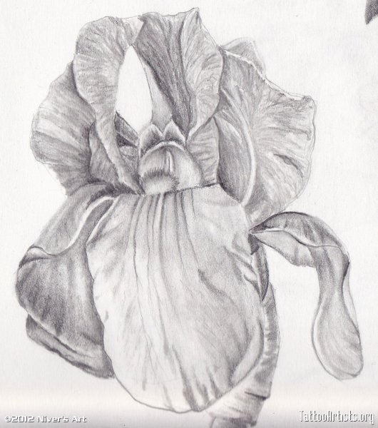 Ирис Касатик рисунок