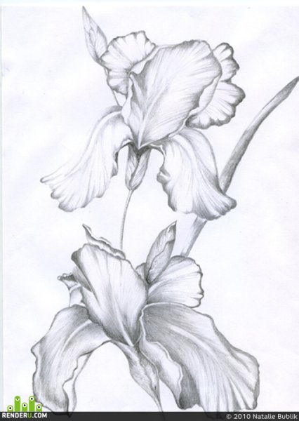 Цветы цветными карандашами