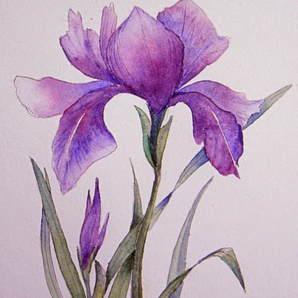 Ирис Касатик Сибирский