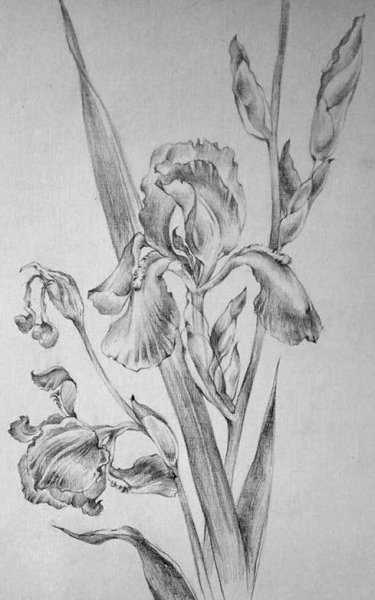 Поэтапное рисование ириса