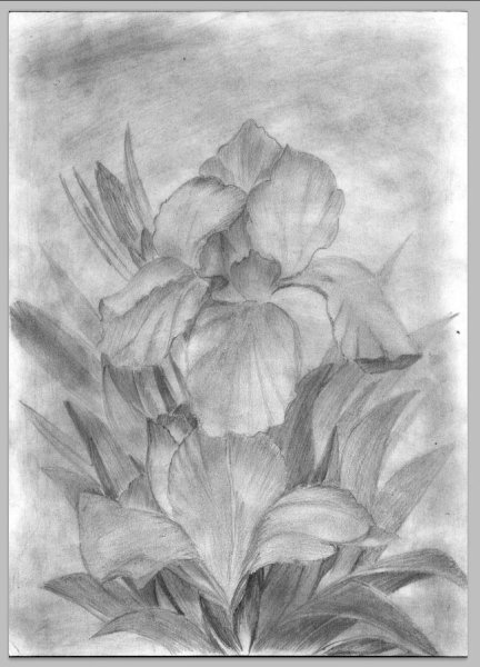 Цветы набросок