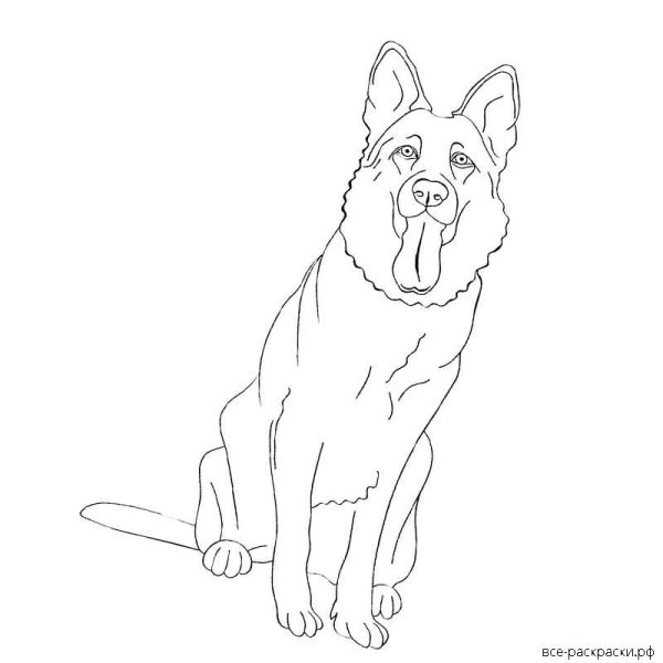 Раскраска собака овчарка