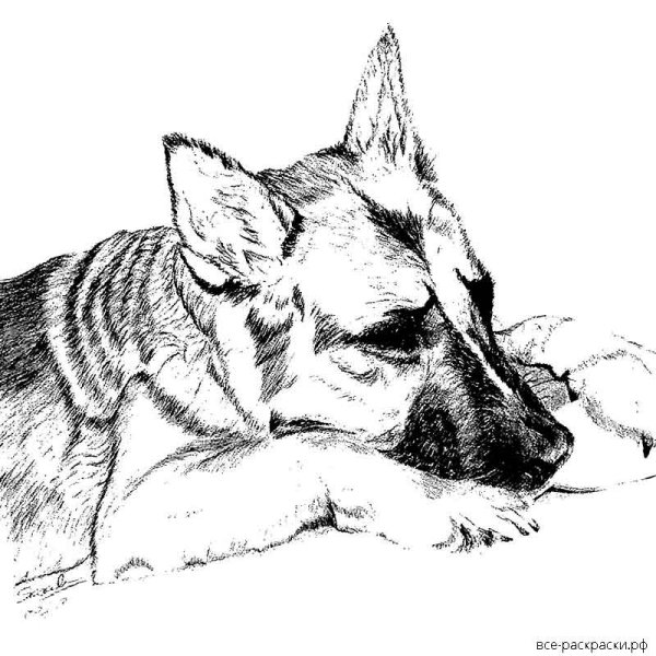 Немецкая овчарка карандашом