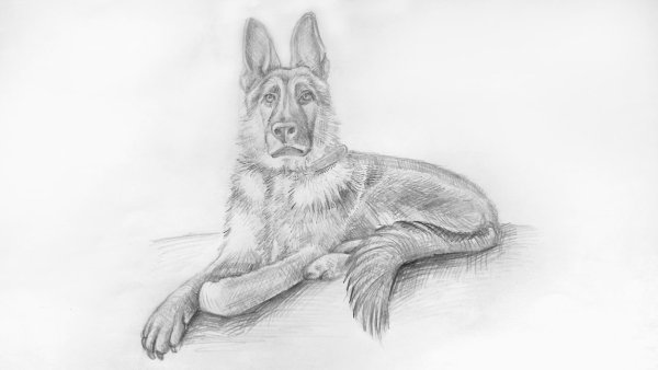 Немецкая овчарка рисунок карандашом
