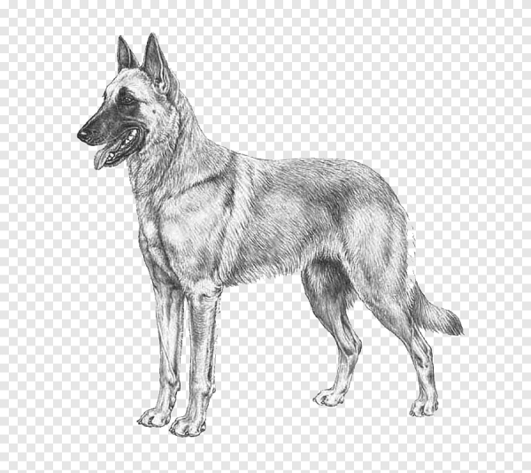 Бельгийская овчарка малинуа рисунок