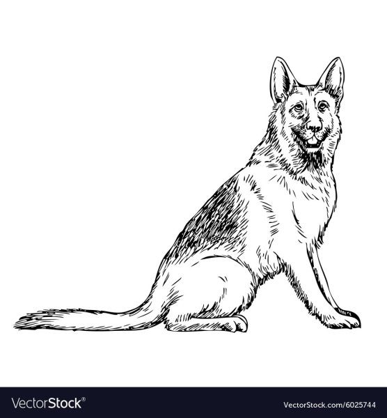 Овчарка раскраска для детей