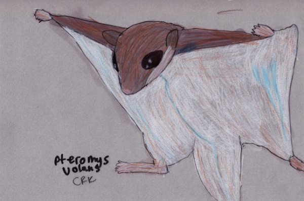 Белка летяга для срисовки